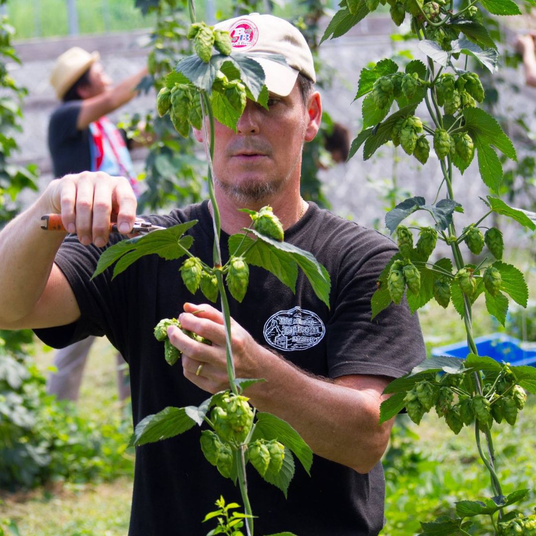 Harvesting hops at Baird Brewery Gardens